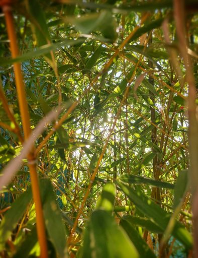 bambous 1050x1400_Snapseed